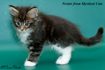 мейн кун котенок Nestor 1,5 месяца