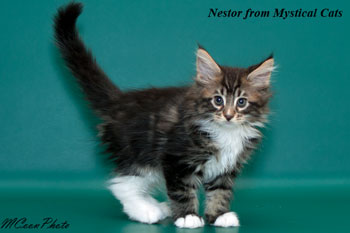 мейн кун котенок Nestor 2 месяца