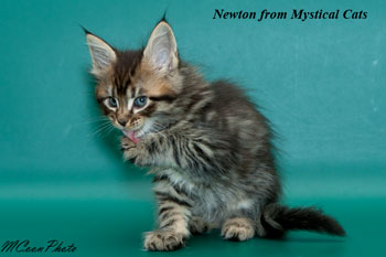 мейн кун котенок Newton 1,5 месяца