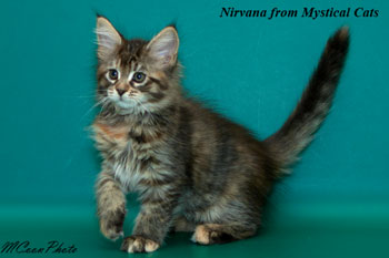 мейн кун котенок Nirvana 2 месяца