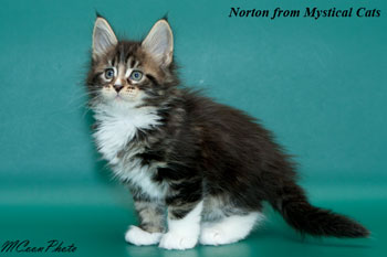 мейн кун котенок Norton 1,5 месяца