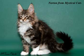 мейн кун котенок Norton 3 месяца