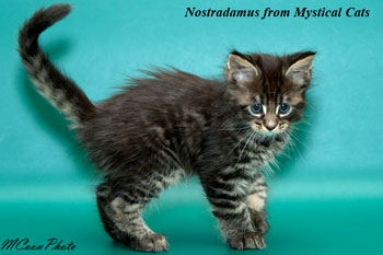 мейн кун котенок Nostradamus 1,5 месяца