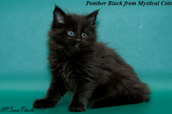 мейн кун котенок Panther Black 1,5 месяца