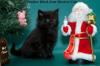 мейн кун котенок Panther Black 1 месяц