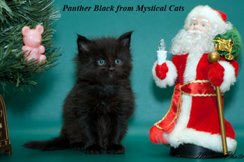 мейн кун котенок Panther Black 1 месяц