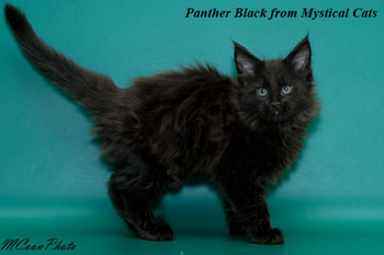 мейн кун котенок Panther Black 2 месяца