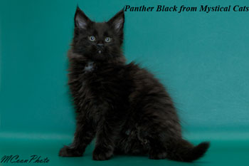 мейн кун котенок Panther Black 2 месяца
