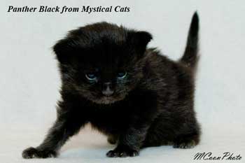 мейн кун котенок Panther Black 2 недели