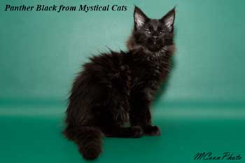 мейн кун котенок Panther Black 3 месяца