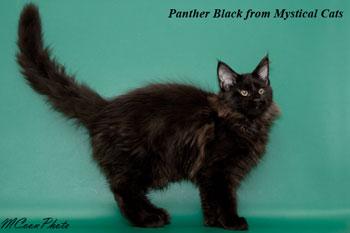 мейн кун котенок Panther Black 3,5 месяца