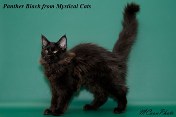 мейн кун котенок Panther Black 3,5 месяца