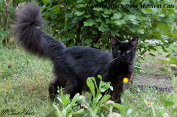 мейн кун котенок Panther Black 8 месяцев