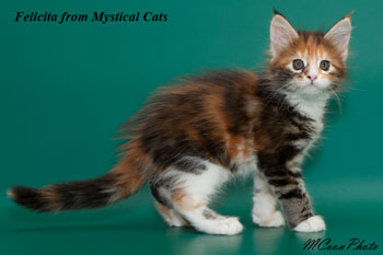 мейн кун котенок Felicita 1,5 месяца
