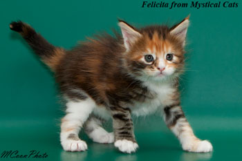 мейн кун котенок Felicita 1 месяц