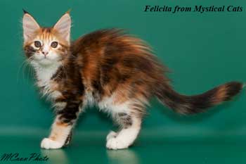 мейн кун котенок Felicita 2,5 месяца