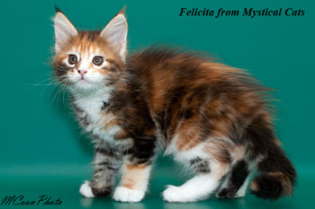 мейн кун котенок Felicita 2 месяца