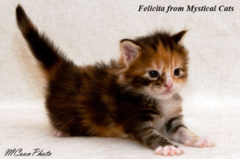 мейн кун котенок Felicita 2 недели
