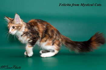 мейн кун котенок Felicita 5 месяцев