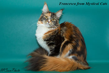 мейн кун котенок Francesca 10 месяцев