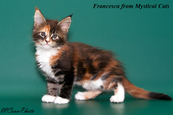 мейн кун котенок Francesca 1,5 месяца