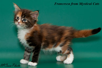 мейн кун котенок Francesca 1 месяц