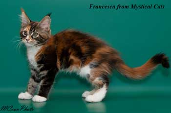мейн кун котенок Francesca 2,5 месяца