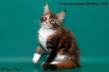 мейн кун котенок Francesca 2 месяца
