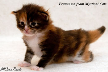 мейн кун котенок Francesca 2 недели