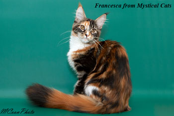 мейн кун котенок Francesca 5 месяцев
