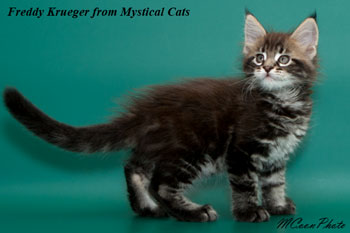 мейн кун котенок Freddy Krueger 1,5 месяца