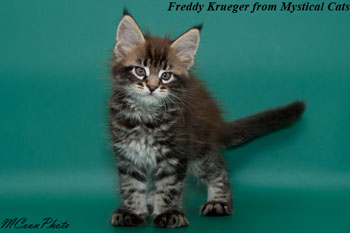 мейн кун котенок Freddy Krueger 1,5 месяца