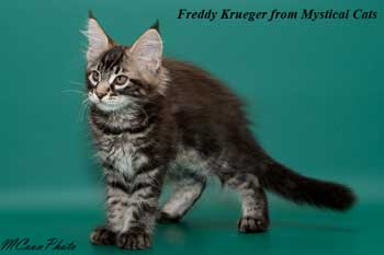 мейн кун котенок Freddy Krueger 2,5 месяца