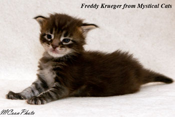 мейн кун котенок Freddy Krueger 2 недели