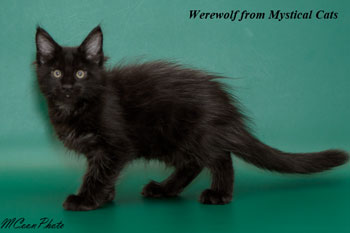 мейн кун котенок Werewolf 2,5 месяца