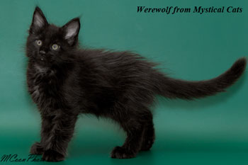 мейн кун котенок Werewolf 2 месяца