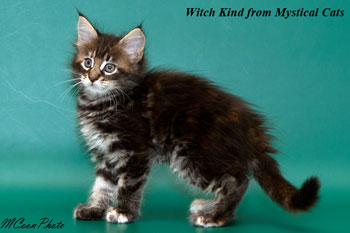 мейн кун котенок Witch Kind 1,5 месяца