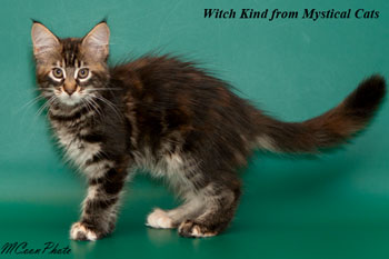 мейн кун котенок Witch Kind 2,5 месяца