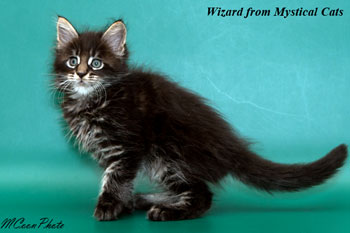мейн кун котенок Wizard 1,5 месяца