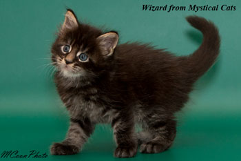мейн кун котенок Wizard 1 месяц