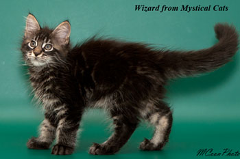 мейн кун котенок Wizard 2,5 месяца