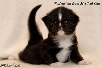 мейн кун котенок Wolfenstein 10 дней