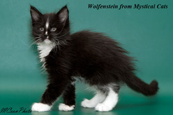 мейн кун котенок Wolfenstein 1,5 месяца