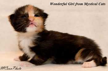 мейн кун котенок Wonderful Girl 10 дней