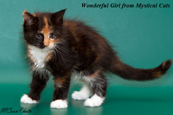 мейн кун котенок Wonderful Girl 1,5 месяца