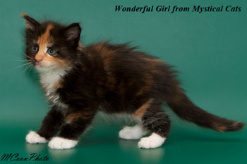 мейн кун котенок Wonderful Girl 1 месяц