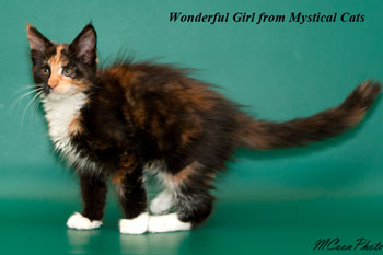мейн кун котенок Wonderful Girl 2,5 месяца