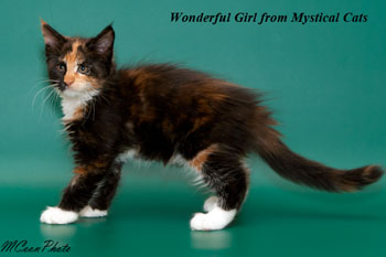 мейн кун котенок Wonderful Girl 2 месяца