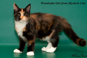 мейн кун котенок Wonderful Girl 3 месяца