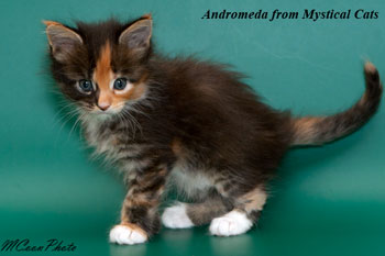 мейн кун котенок Andromeda 1 месяц